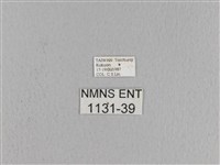 松大毛蟲藏品圖，第3張