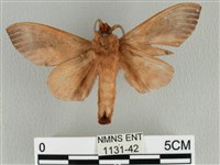 大褐斑枯葉蛾藏品圖，第2張