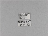 大褐斑枯葉蛾藏品圖，第3張