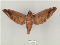 全緣缺角天蛾藏品圖，第2張