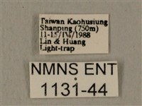 全緣缺角天蛾藏品圖，第3張