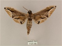 白點天蛾 藏品圖，第2張