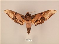 臀角斑天蛾藏品圖，第1張