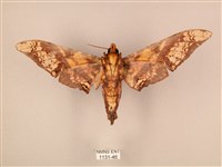 臀角斑天蛾藏品圖，第2張