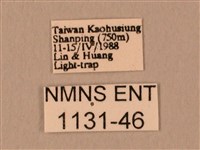 臀角斑天蛾藏品圖，第3張