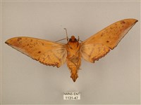 臺灣鷹翅天蛾藏品圖，第2張