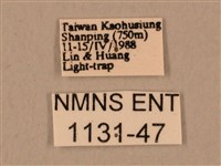 臺灣鷹翅天蛾藏品圖，第3張