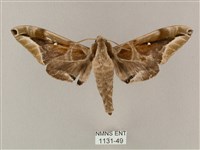 白點天蛾 藏品圖，第1張