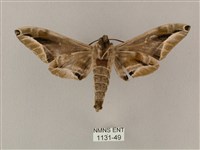 白點天蛾 藏品圖，第2張