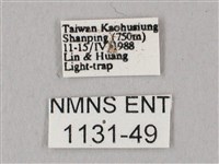 白點天蛾 藏品圖，第3張