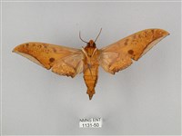 裂斑鷹翅天蛾藏品圖，第2張