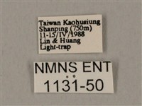 裂斑鷹翅天蛾藏品圖，第3張