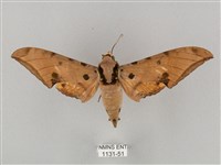 裂斑鷹翅天蛾藏品圖，第1張