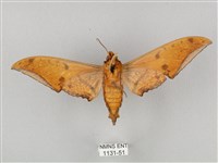 裂斑鷹翅天蛾藏品圖，第2張