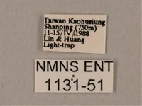 裂斑鷹翅天蛾藏品圖，第3張