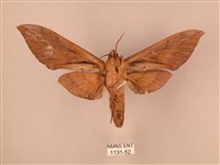 波紋豆天蛾藏品圖，第2張