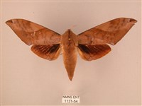 波紋豆天蛾藏品圖，第1張