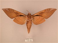 波紋豆天蛾藏品圖，第2張