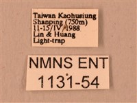 波紋豆天蛾藏品圖，第3張