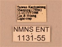 臺灣鋸翅天蛾藏品圖，第3張