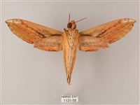 綠背斜紋天蛾藏品圖，第2張