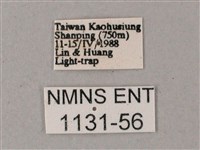 綠背斜紋天蛾藏品圖，第3張