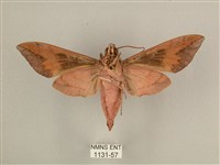 背中白天蛾藏品圖，第2張