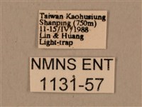 背中白天蛾藏品圖，第3張