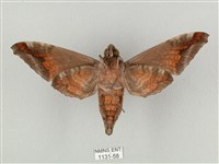 全緣缺角天蛾藏品圖，第2張