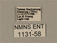 全緣缺角天蛾藏品圖，第3張