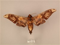 臀角斑天蛾藏品圖，第2張