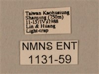 臀角斑天蛾藏品圖，第3張