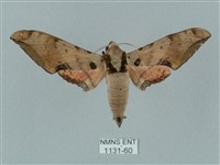 廣東鷹翅天蛾藏品圖，第1張