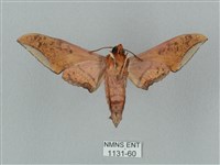 廣東鷹翅天蛾藏品圖，第2張