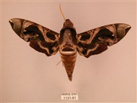 暗綠白腰天蛾藏品圖，第1張