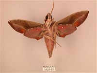 暗綠白腰天蛾藏品圖，第2張