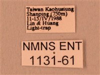 暗綠白腰天蛾藏品圖，第3張