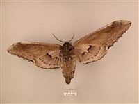 臺灣鋸翅天蛾藏品圖，第2張