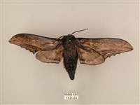 臺灣鋸翅天蛾藏品圖，第1張