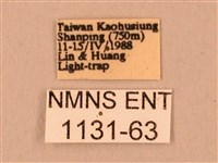 臺灣鋸翅天蛾藏品圖，第3張