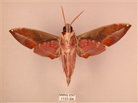 暗綠白腰天蛾藏品圖，第2張