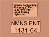 暗綠白腰天蛾藏品圖，第3張