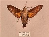 黃斑長喙天蛾藏品圖，第2張