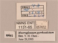 黃斑長喙天蛾藏品圖，第3張