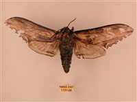 臺灣鋸翅天蛾藏品圖，第1張