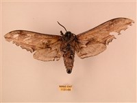 臺灣鋸翅天蛾藏品圖，第2張