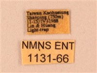 臺灣鋸翅天蛾藏品圖，第3張