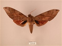 波紋豆天蛾藏品圖，第1張