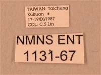 波紋豆天蛾藏品圖，第3張