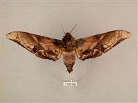 臀角斑天蛾藏品圖，第1張